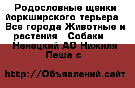 Родословные щенки йоркширского терьера - Все города Животные и растения » Собаки   . Ненецкий АО,Нижняя Пеша с.